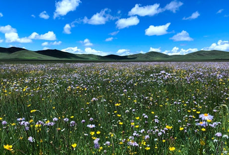 ​Ruoergai Grassland