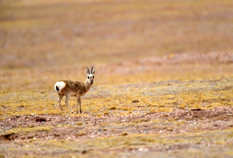 Hoh Xil Nature Reserve