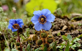 Meconopsis