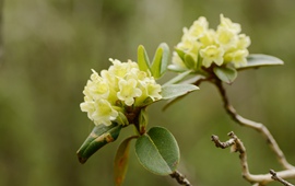 Rhododendron