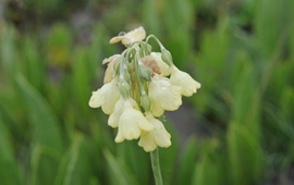 Primula