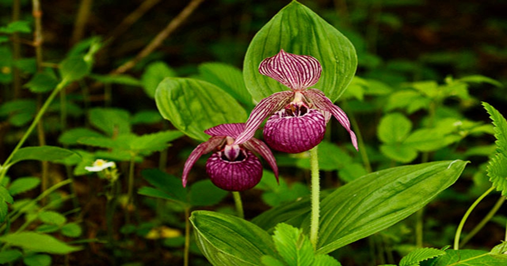 Orchids