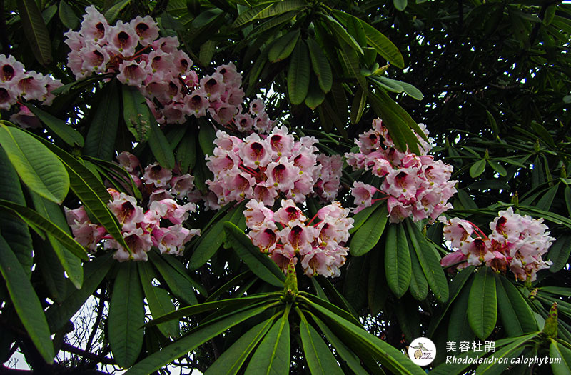 美容杜鹃 Rhododendron calophytum