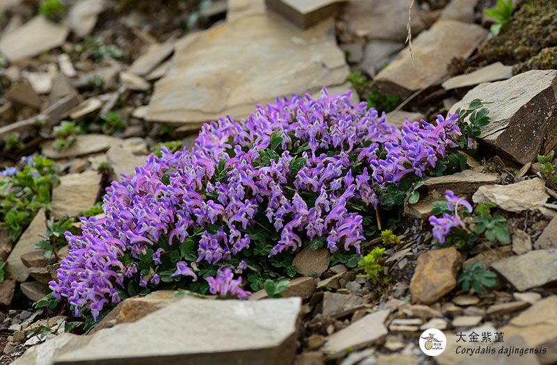 大金紫堇Corydalis-dajingensis