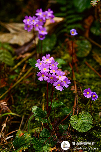 川西繸瓣报春-Primula-veitchiana