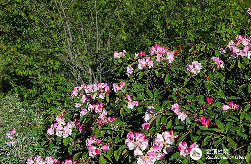 金顶杜鹃-Rhododendron-faberi