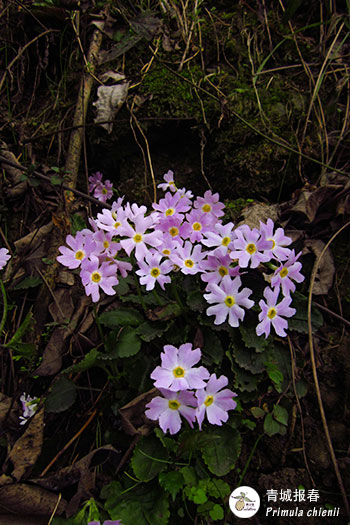 青城报春Primula-chienii
