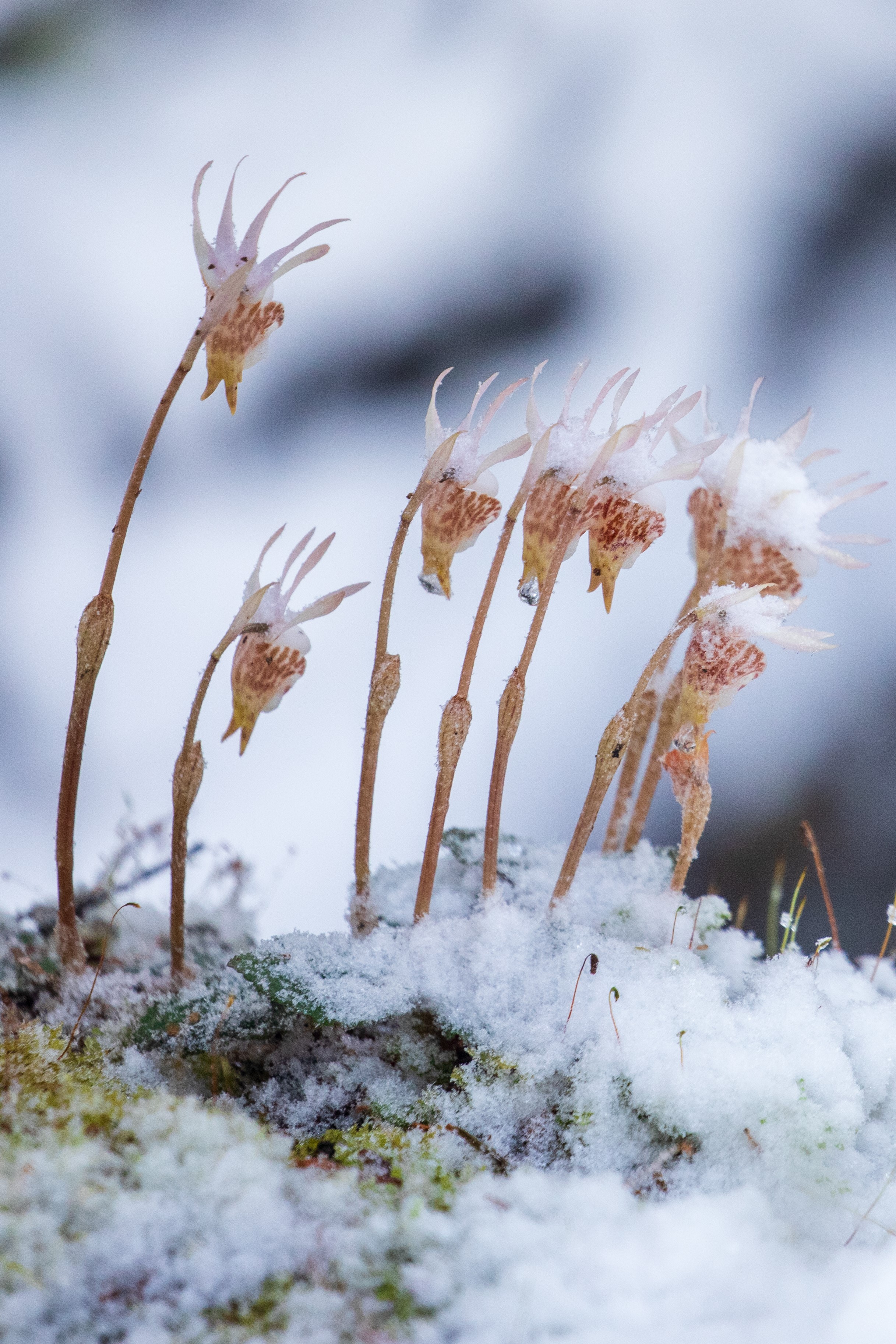 11-Day Sichuan Wildlife and Botanical Exploration Itinerary