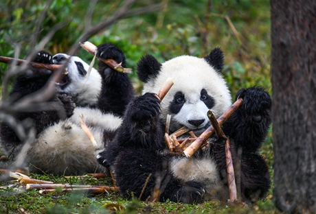 Chengdu Panda Base