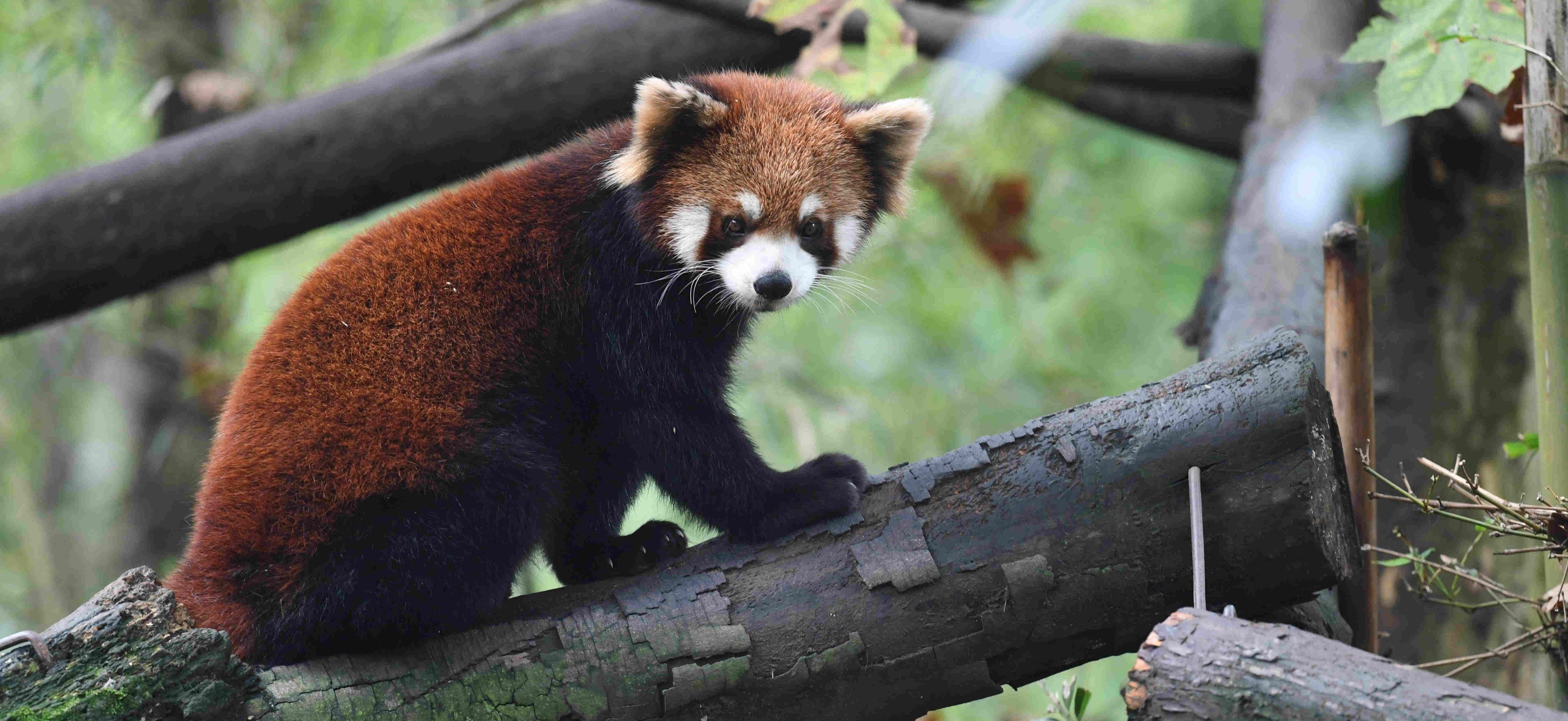 小熊猫 英文名 Red Panda 学名 Ailurus fulgens (9)_副本1.jpg