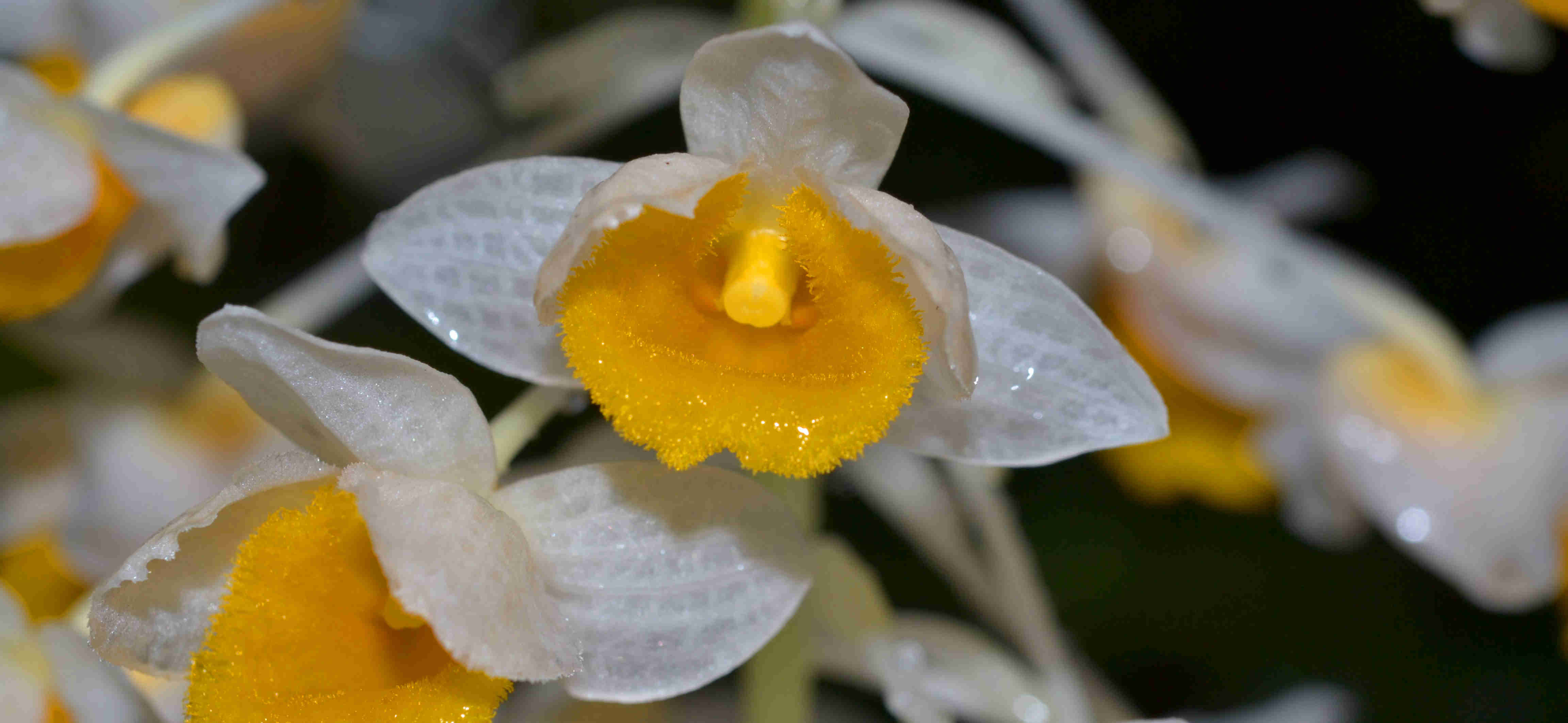 球花石斛 - 副本.jpg