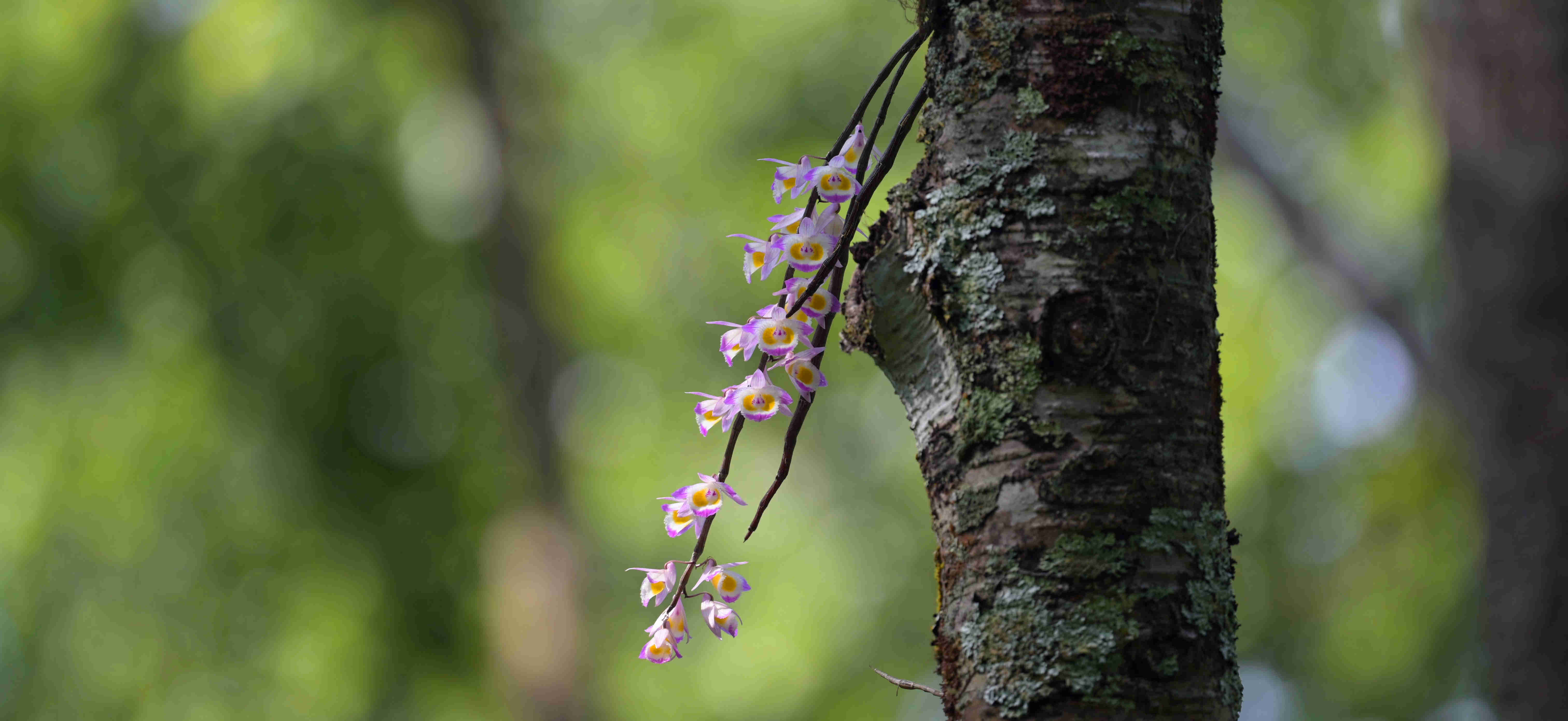 齿瓣石斛 (3).jpg