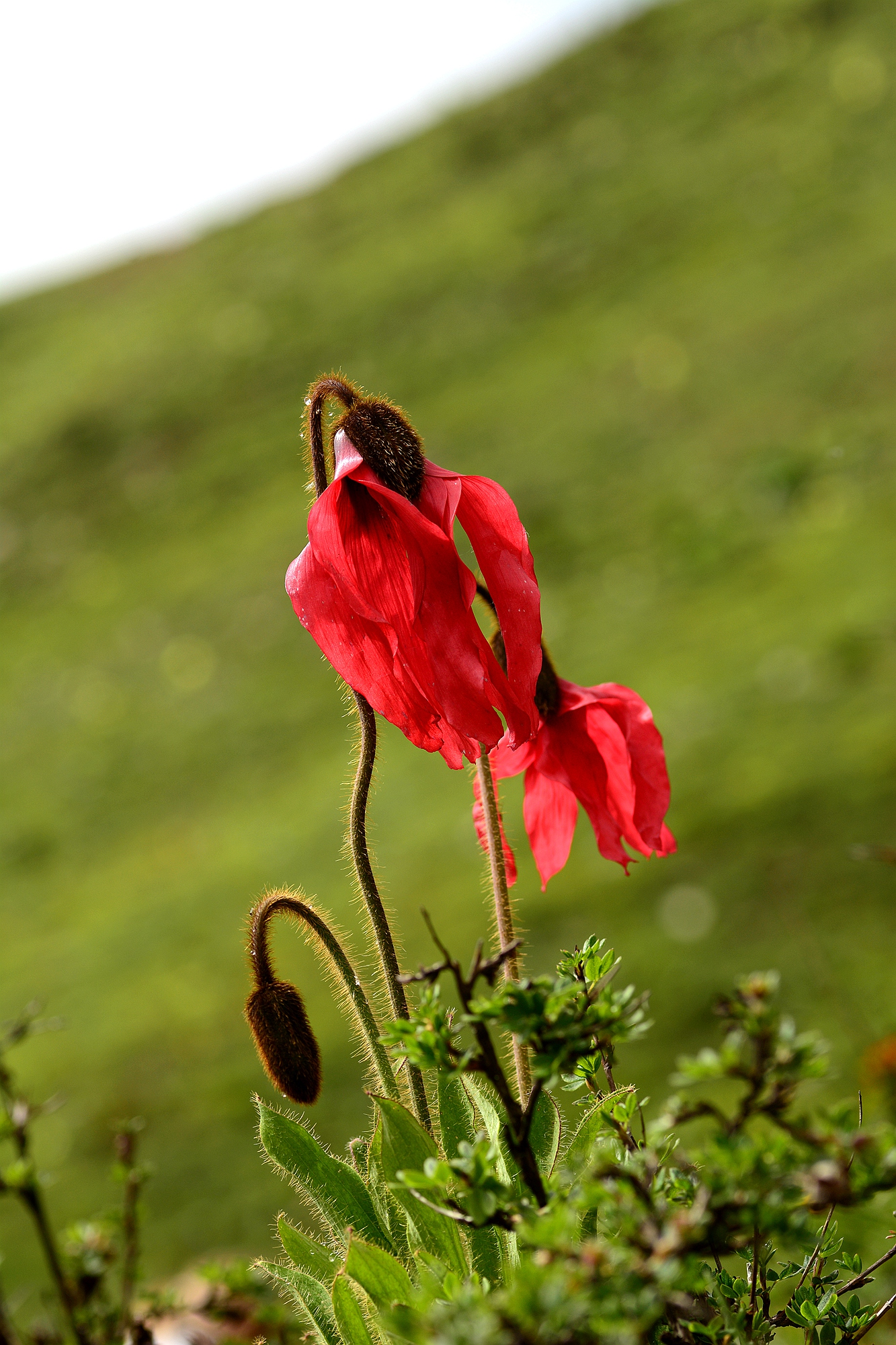 红花绿绒蒿Meconopsis punicea.JPG