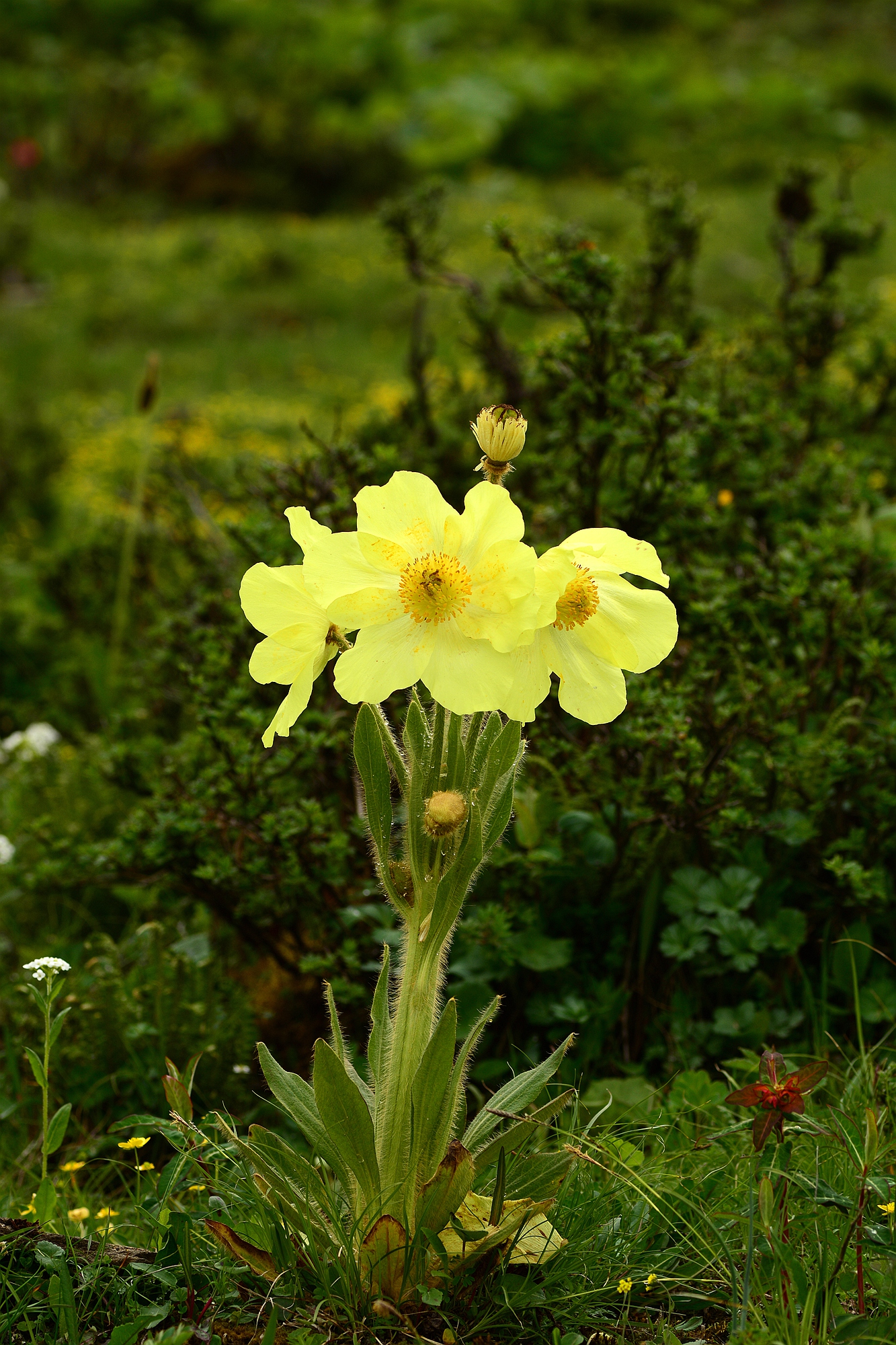 12 Days in Wilson's Footsteps: Discovering the Wildflowers of Western Sichuan